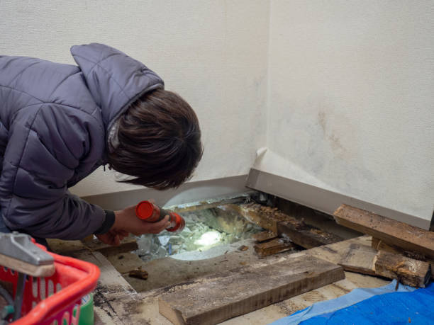 Best Mold Odor Removal Services  in Monson Center, MA